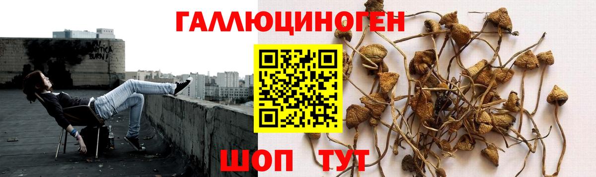 купить наркоту  Вход с VPN  Дальнереченск  Галлюциногенные грибы GOLDEN TEACHER 